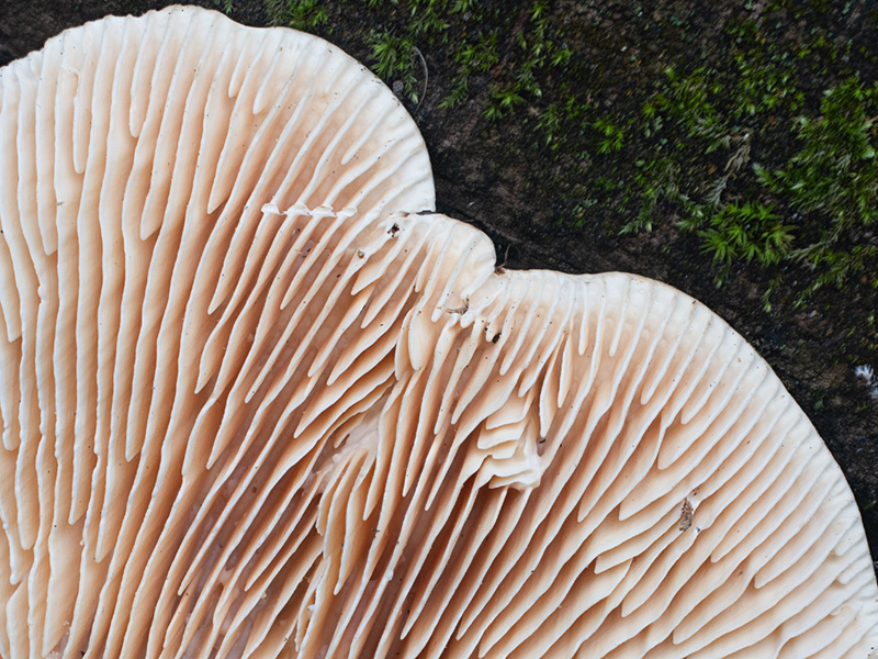 Cellulariella warnieri Cellulariella warnieri